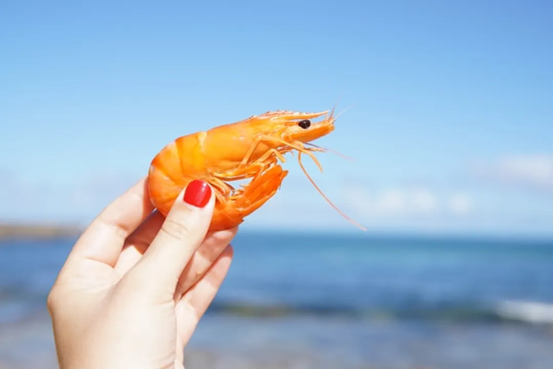 using-shrimp-as-bait-in-fresh-and-saltwater